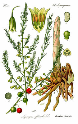 asparagus-racemosa-001.jpg